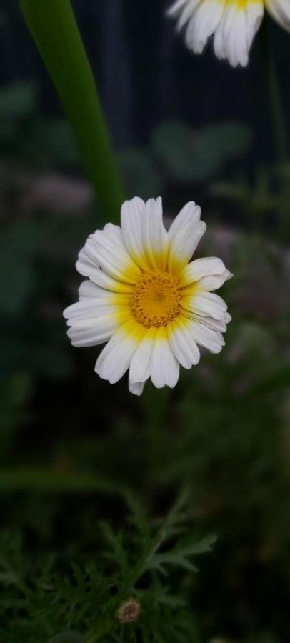 The Shire Kalimpong 호텔 외부 사진